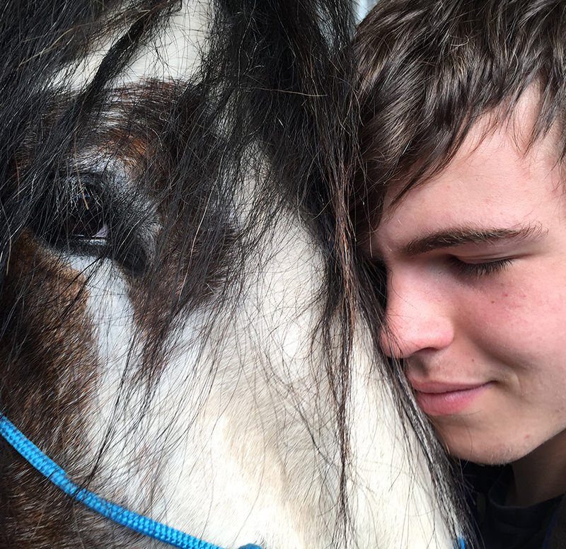 Trauma therapy with feedback from horses