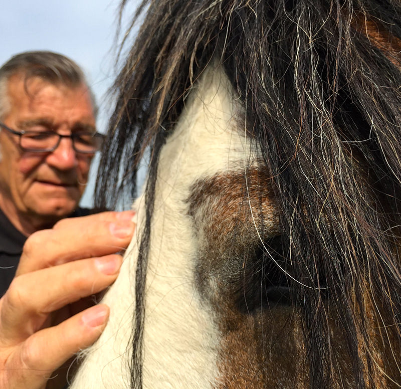 Resilience and regulation programmes with horses